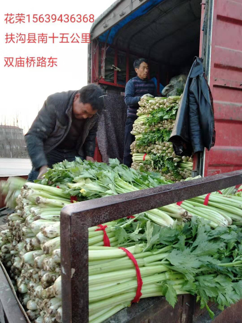 温室大棚芹菜走货中物美价廉，欢迎新老客户订购