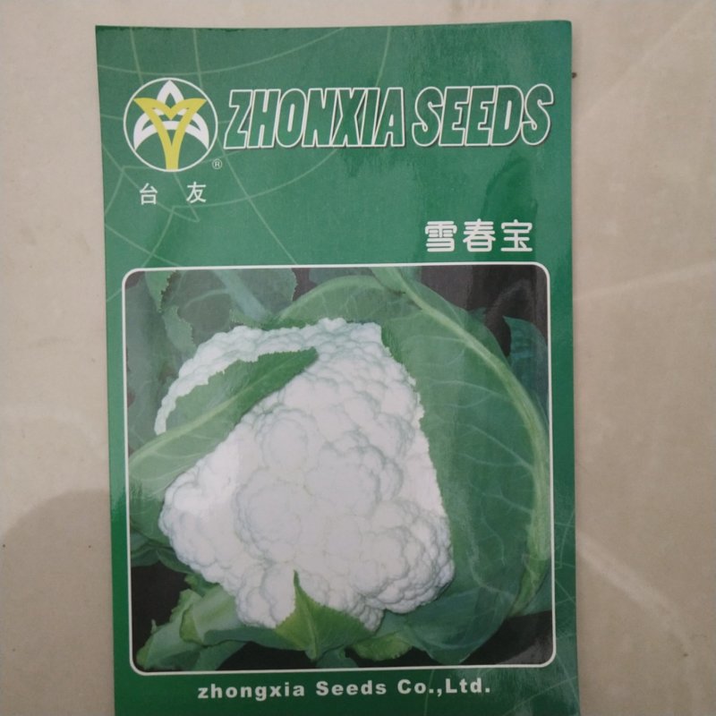 花菜种子，丰田青梗花菜种子，，川岛松花夏季专用品种