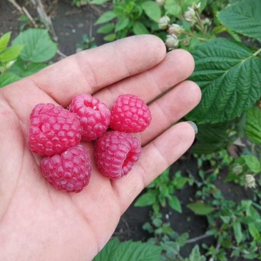 【有好货样品】秋福大果红树莓苗四季双季那北方种植当年结果