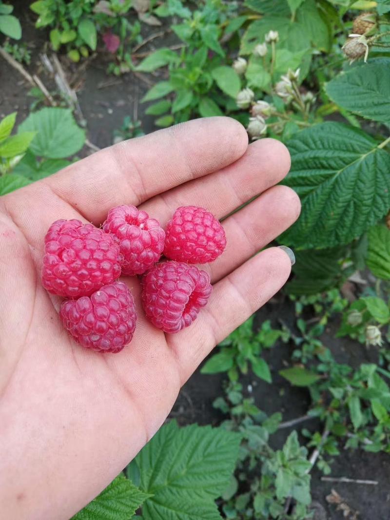 【有好货样品】秋福大果红树莓苗四季双季那北方种植当年结果