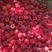 【有好货样品】秋福大果红树莓苗四季双季那北方种植当年结果
