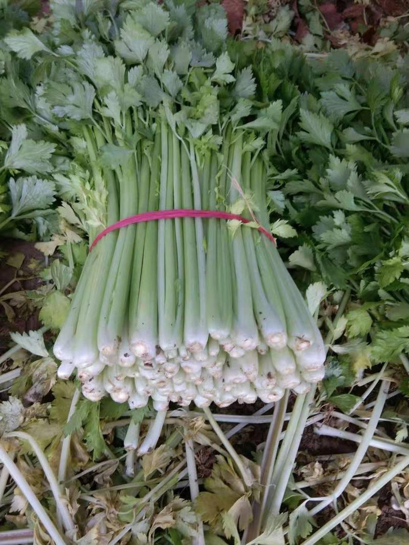 安徽砀山产地法国皇后芹菜大量供应保质保量一手货源