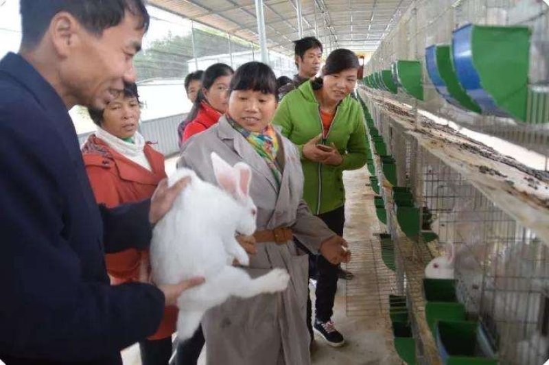 獭兔养殖一百只兔子，一年挣十万不是梦，包教技术