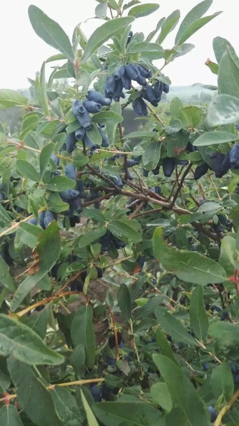 【有好货样品】蓝靛果树苗大果粒蓝靛果品种山茄子苗马奶子苗