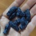 【有好货样品】蓝靛果树苗大果粒蓝靛果品种山茄子苗马奶子苗
