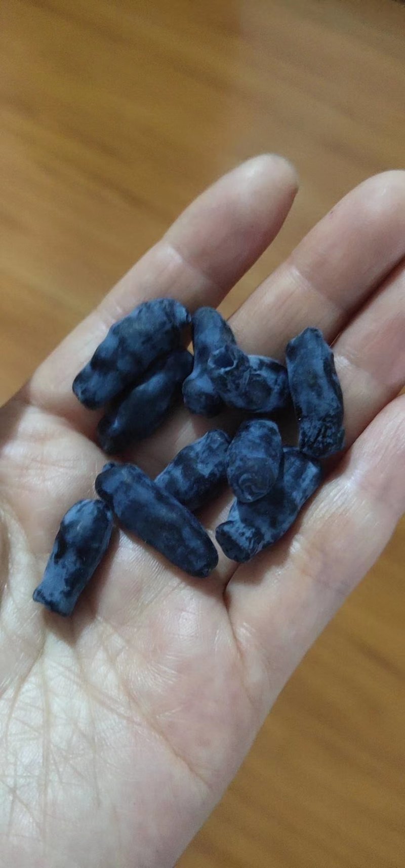 【有好货样品】蓝靛果树苗大果粒蓝靛果品种山茄子苗马奶子苗