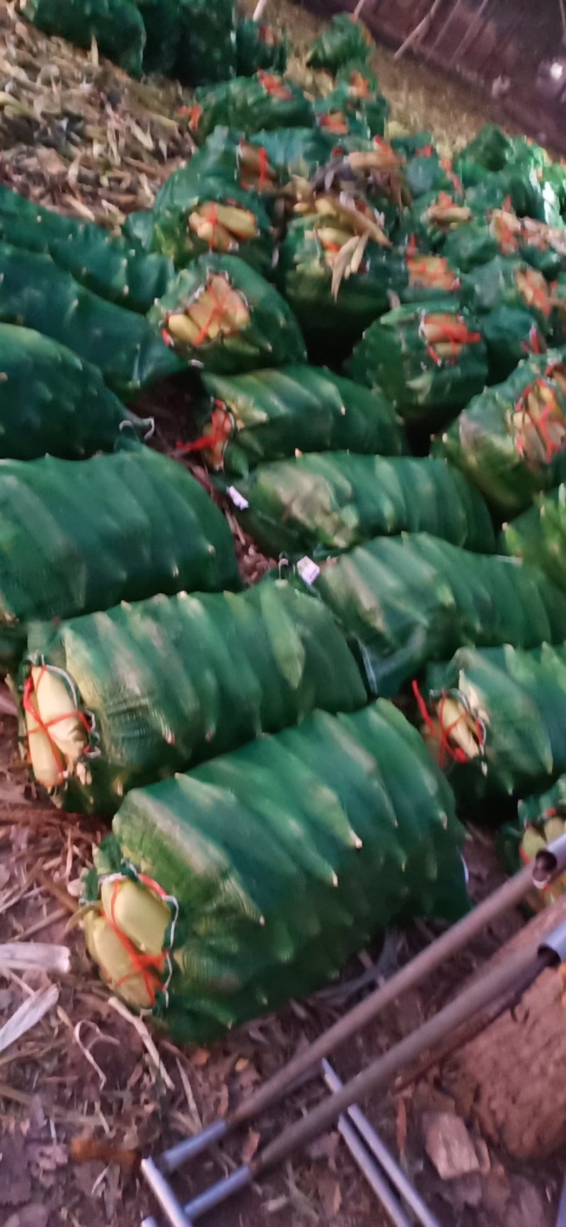 各种精品双色水果玉米批发