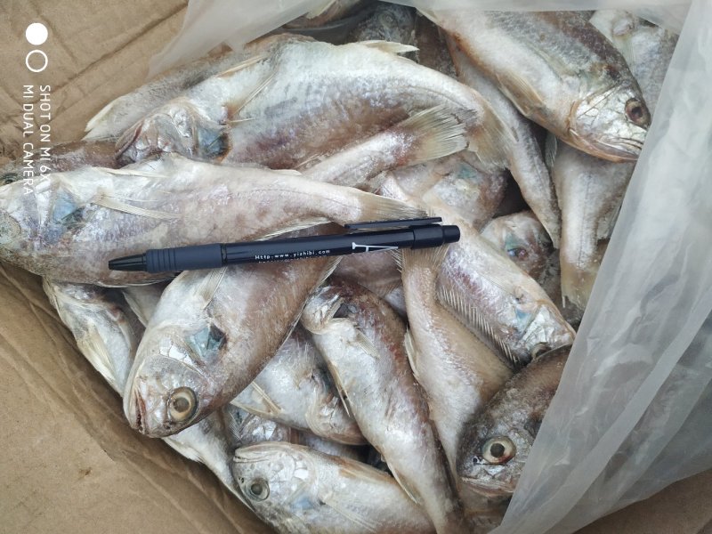 鲜冻刀鱼段规格齐全，价格便宜量大优惠10箱起批不包邮