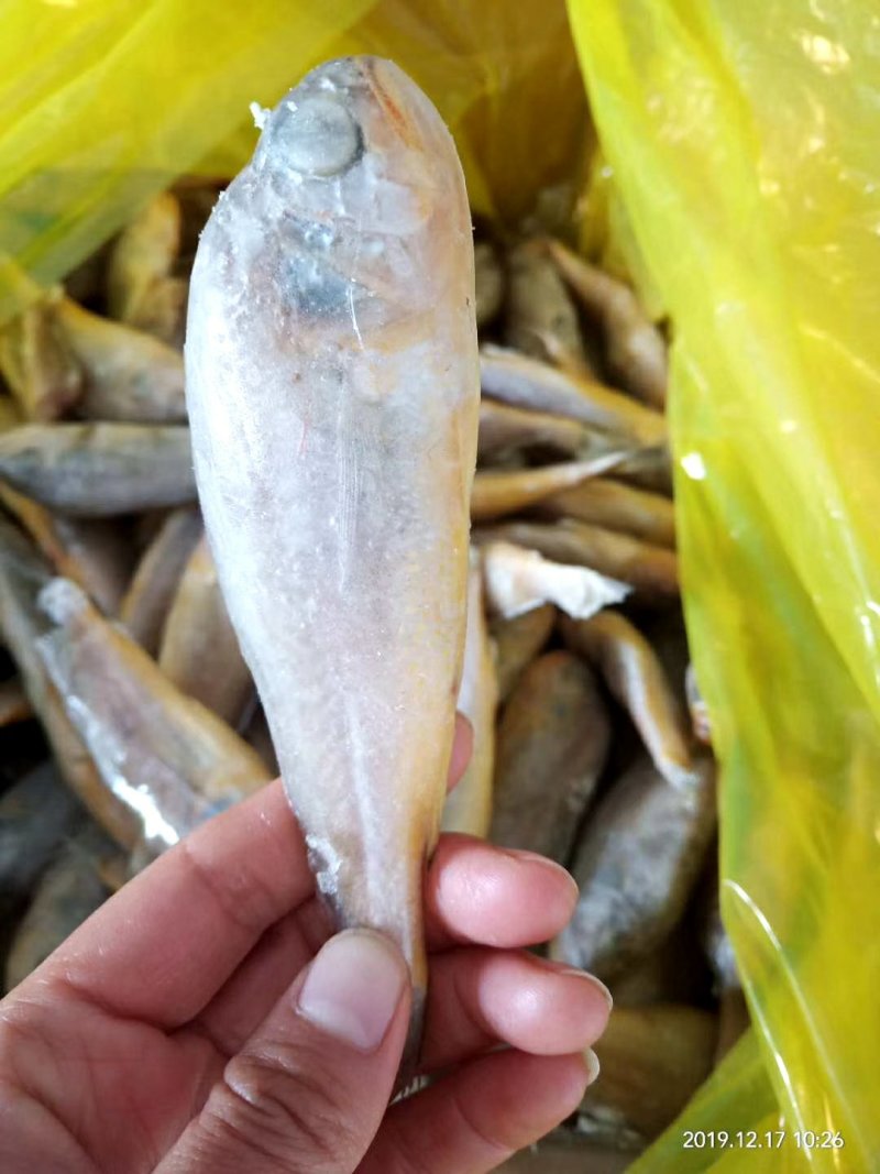 鲜冻刀鱼段规格齐全，价格便宜量大优惠10箱起批不包邮
