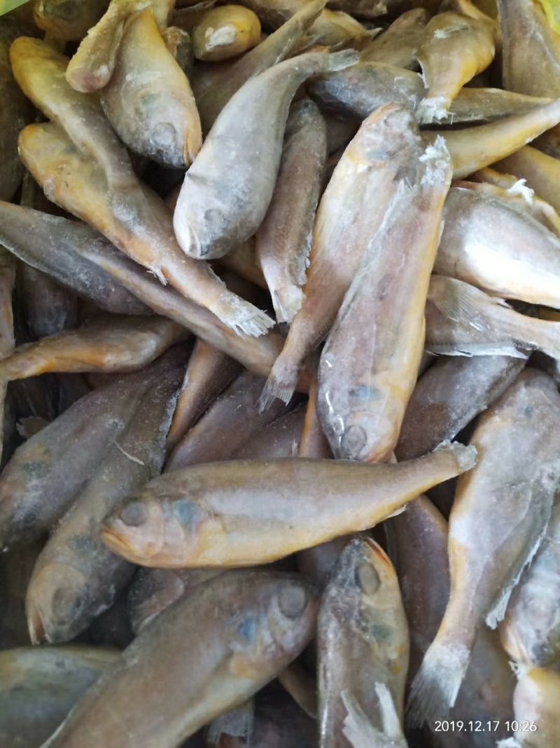 鲜冻刀鱼段规格齐全，价格便宜量大优惠10箱起批不包邮