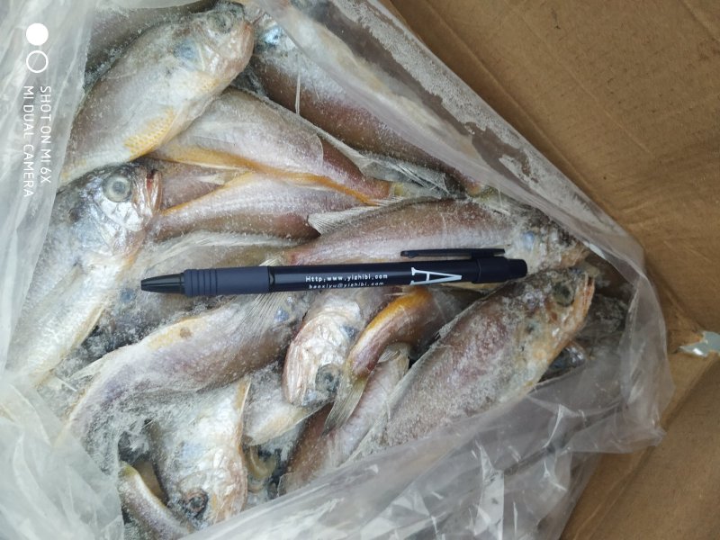 鲜冻刀鱼段规格齐全，价格便宜量大优惠10箱起批不包邮