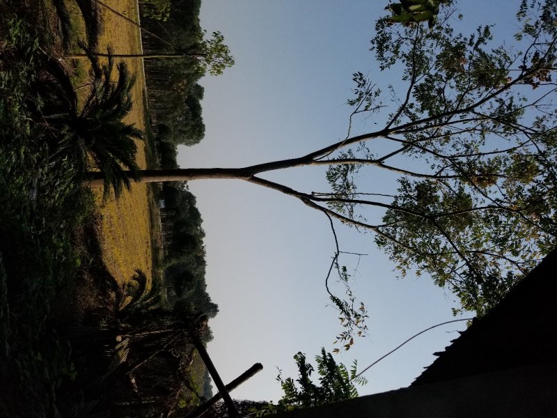 栾树，大量直销(各种规格黄山栾树.南栾)