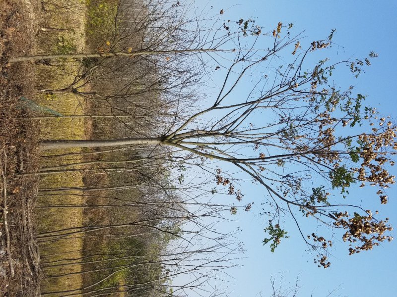 栾树，大量直销(各种规格黄山栾树.南栾)