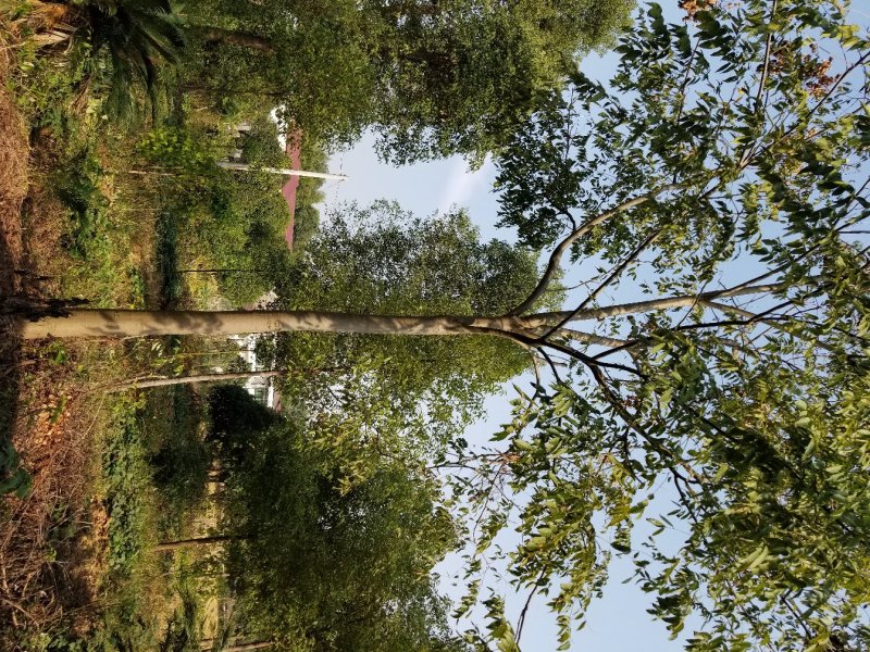 栾树，大量直销(各种规格黄山栾树.南栾)