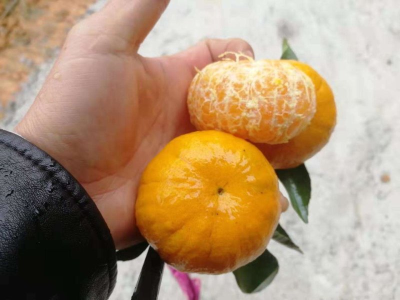 大量供应马水桔马水桔