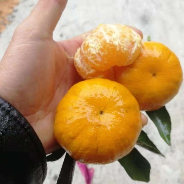 大量供应马水桔马水桔