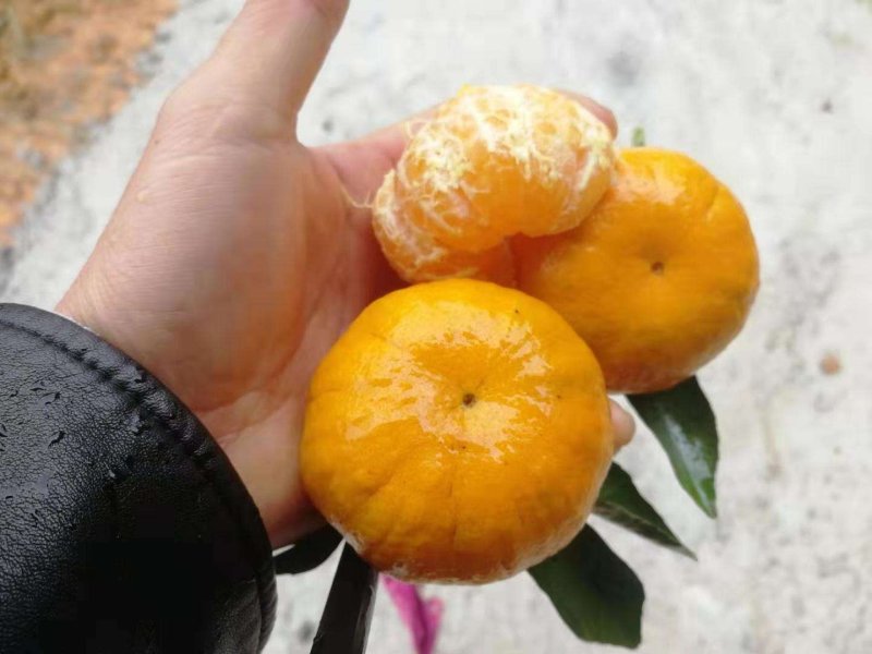 大量供应马水桔马水桔