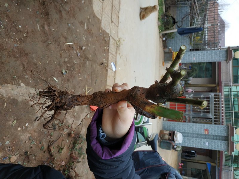 玫瑰苗玫瑰老根庭院阳台种植盆栽地栽苗大花浓香型