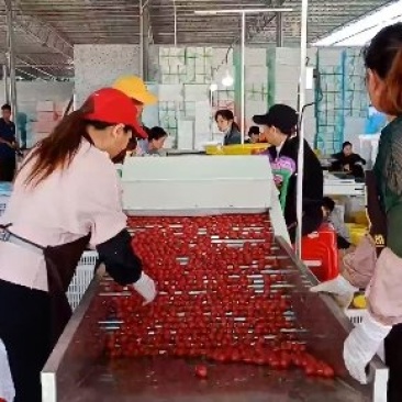 广东电白区圣田正宗千禧圣女果圣女果批发品质保障货源充足