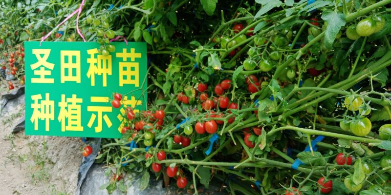 广东电白区圣田正宗千禧圣女果圣女果批发品质保障货源充足