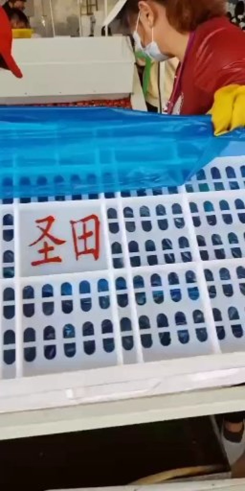 广东电白区圣田正宗千禧圣女果圣女果批发品质保障货源充足