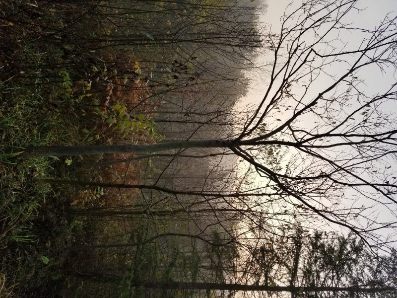 杜仲，常年低价大量出售(各种规格原生杜仲)