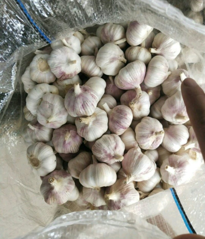 大蒜