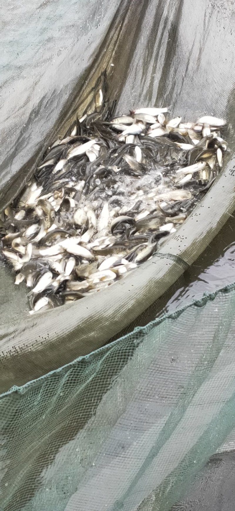 草鱼苗，各种鱼苗，鱼苗体格好，生长快，成活率高，容易养殖