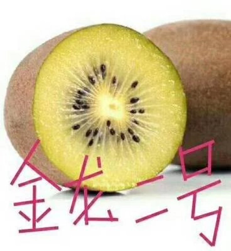 水杨桃苗，阳光金果枝条