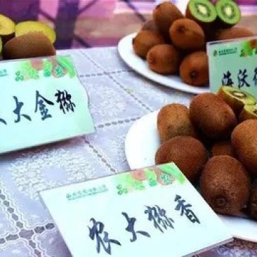水杨桃苗，阳光金果枝条