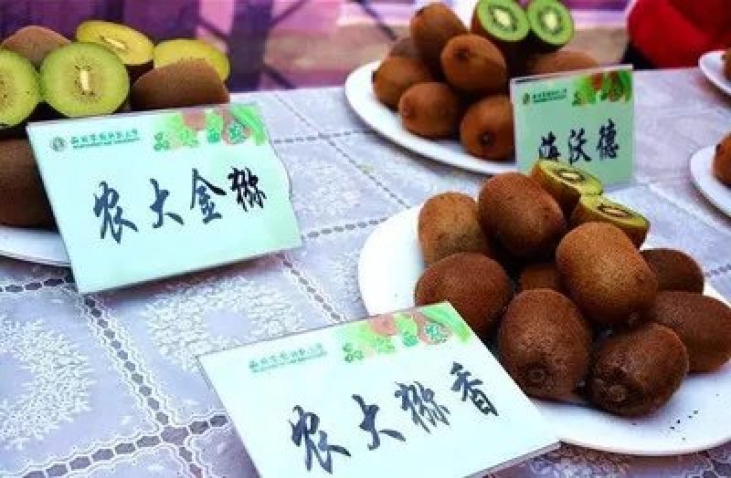 水杨桃苗，阳光金果枝条