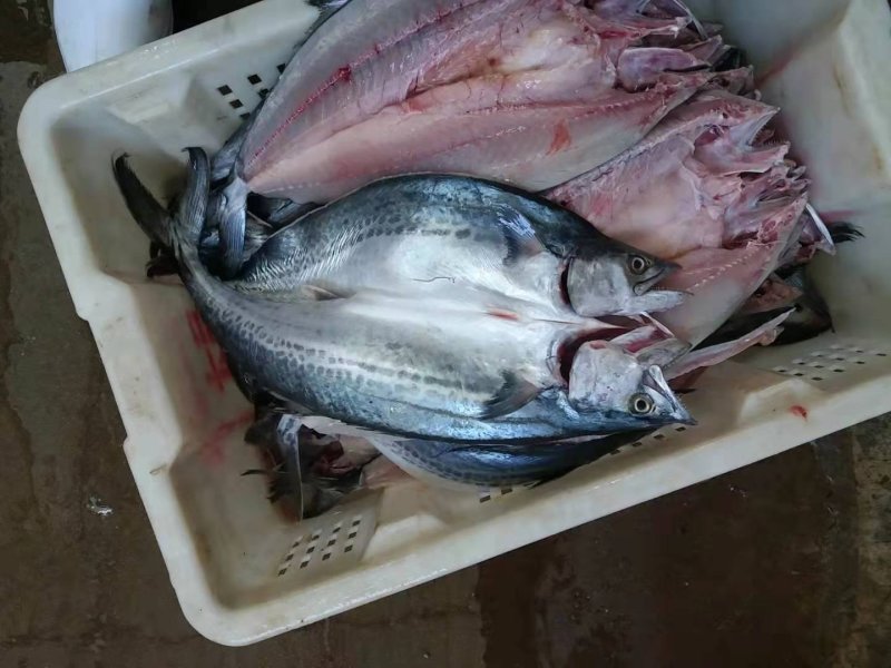 高品质鲅鱼干