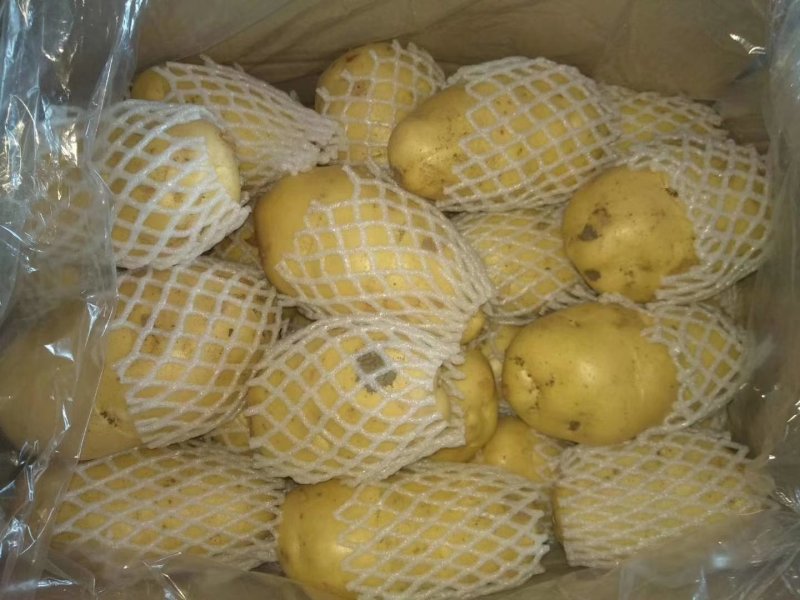 精品土豆大量有货以质论价合作共赢