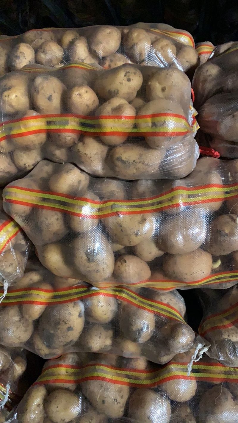 精品土豆大量有货以质论价合作共赢