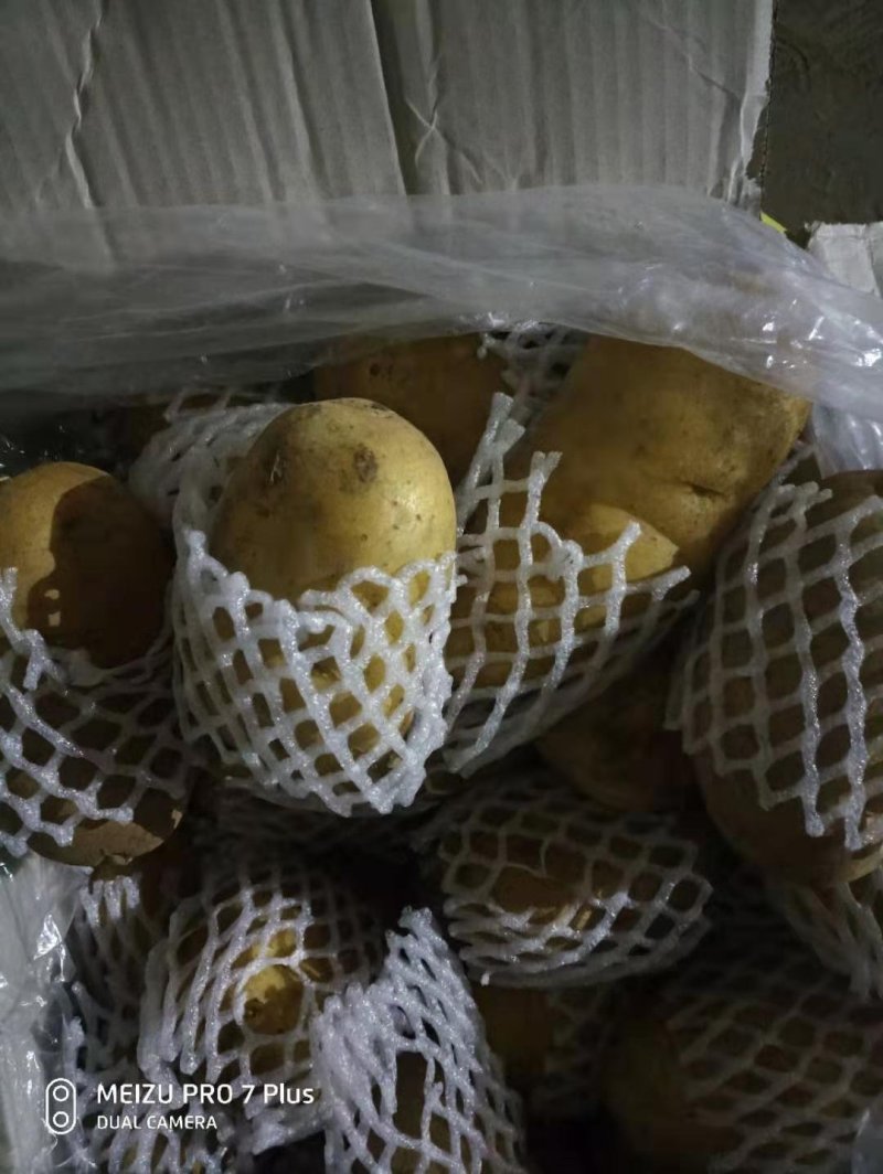 精品土豆大量有货以质论价合作共赢