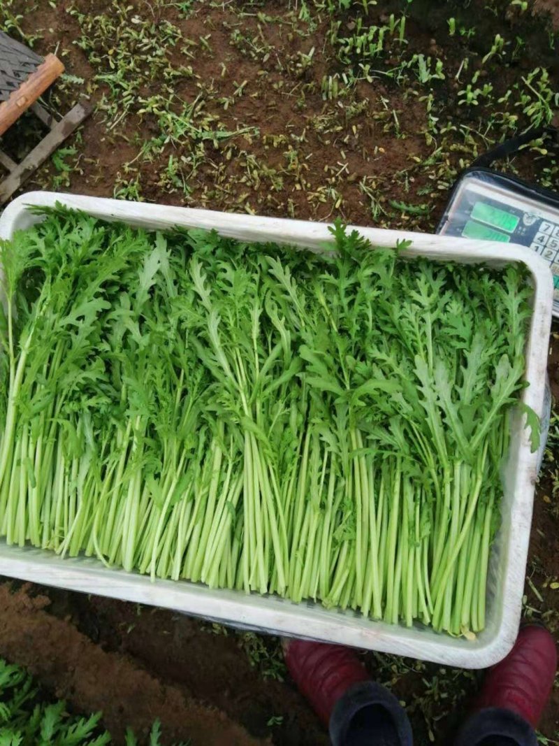 精品光杆茼蒿种子出芽率高根系发达长势快产量高绿杆清秀