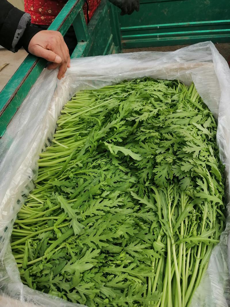 精品光杆茼蒿种子出芽率高根系发达长势快产量高绿杆清秀