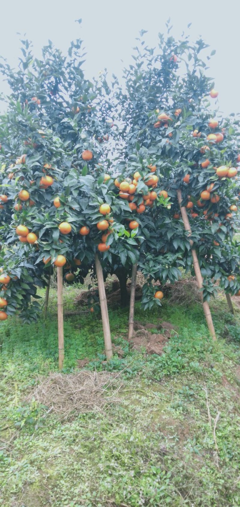 无核沃柑枝条，50亩基地，可实地考察，量大从优，品种纯正