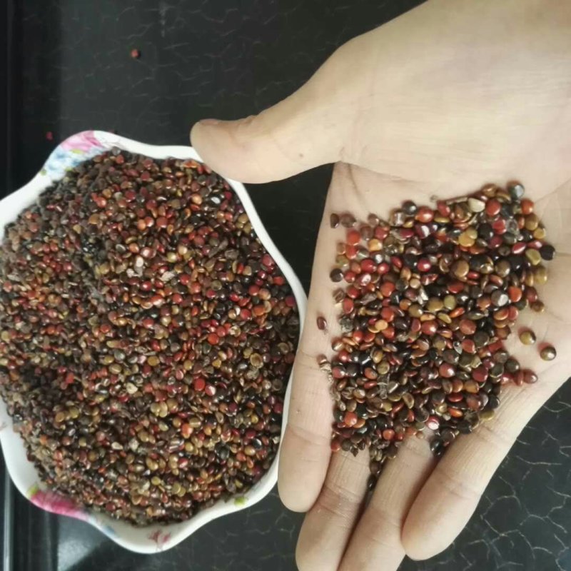 枳椇子拐枣籽鸡爪梨干货无硫熏各种中药材