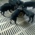 藏香猪巴马香猪种猪苗后备母猪