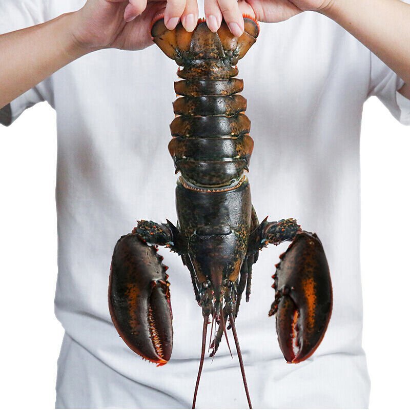 【限3000只】鲜活超大加拿大龙虾550-450g/只波