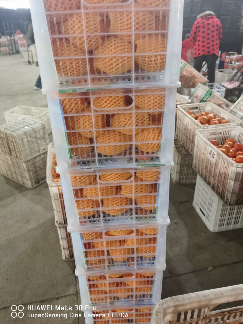 脐橙/品种齐全/一手货源/产地直销/代办一条龙