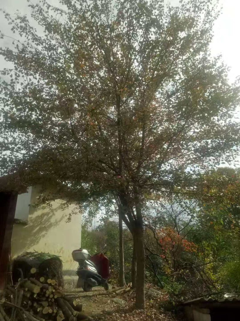 三角枫，三角枫造型(古桩三角枫.丛生三角枫.)
