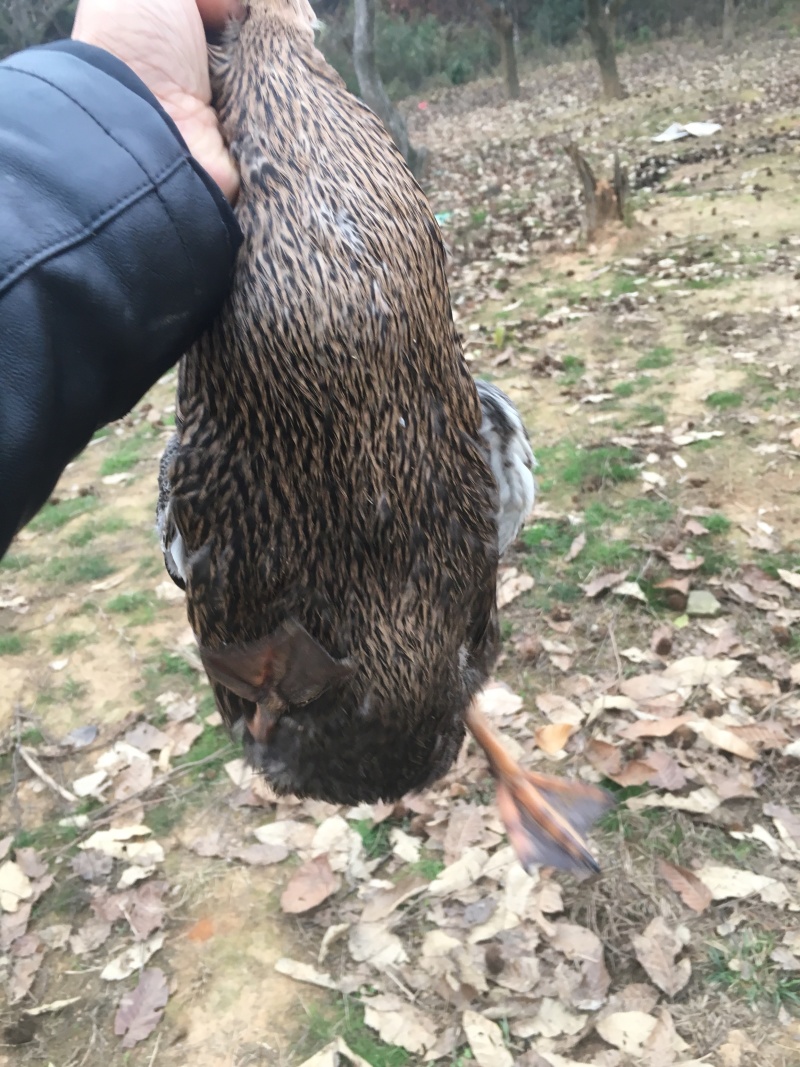 野鸭