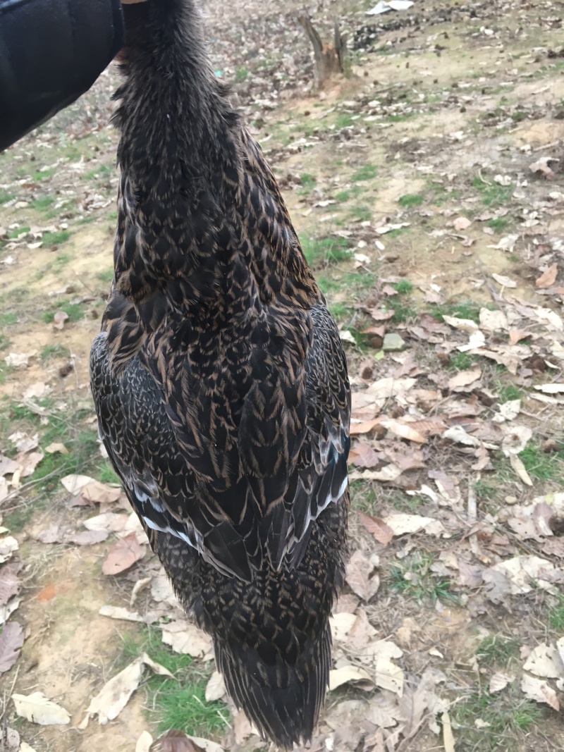 野鸭