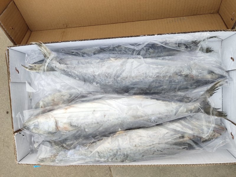 鲅鱼