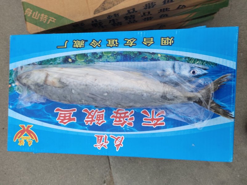 鲅鱼