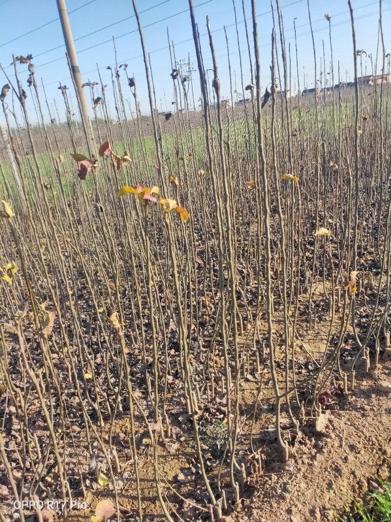 河南石榴树苗，石榴苗批发