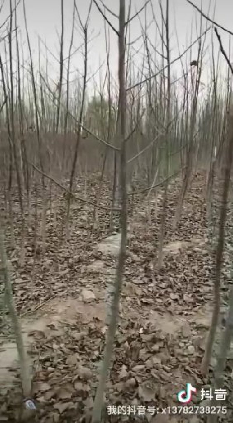 河南石榴树苗，石榴苗批发