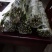 新津60号，明日旺柑橘枝条，老熟粗壮饱满
